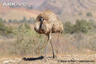Illustration for article titled Flightless Friday - Dromaius novaehollandiae Edition